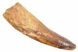 Fossil Spinosaurus Tooth - Real Dinosaur Tooth #363512-1